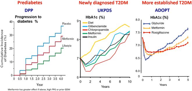 天博tb综合体育官方网站EASD2023 从新手到专家真的了解二甲双胍吗？这场专题会带你一览无余(图3)